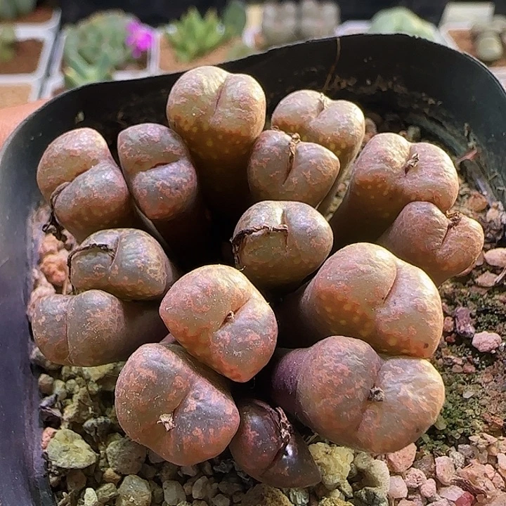 897   开播福利。