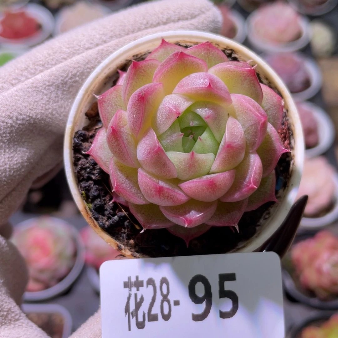 花利美28-95麦秆单头