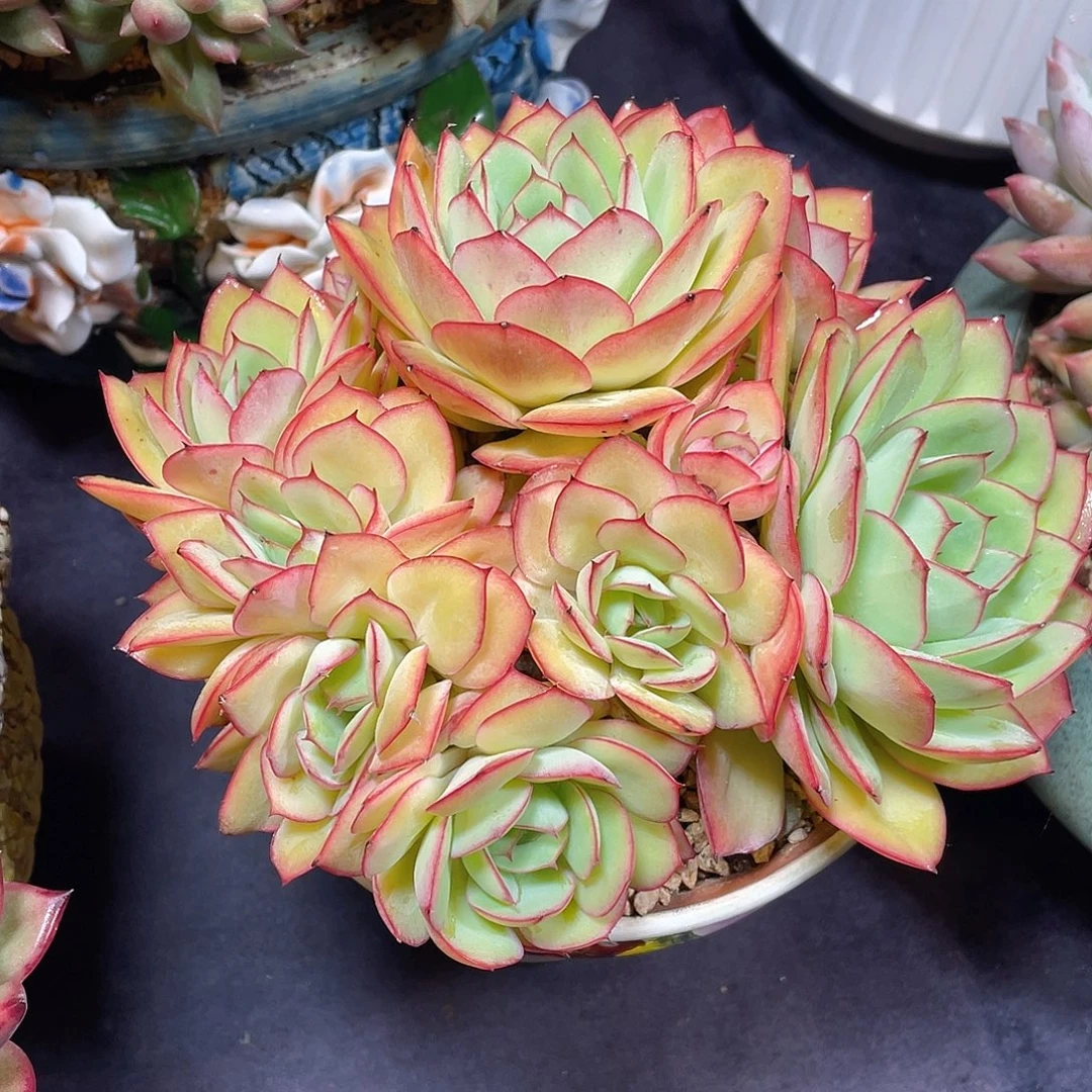 多肉植物脱土包邮