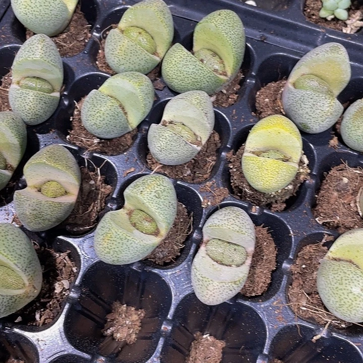 小元宝1元带土发货