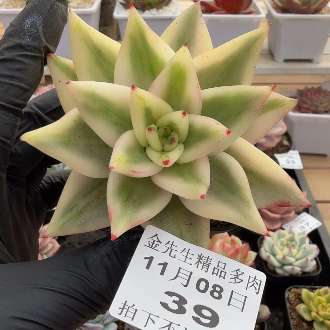 1108-39墨西哥玛丽亚锦