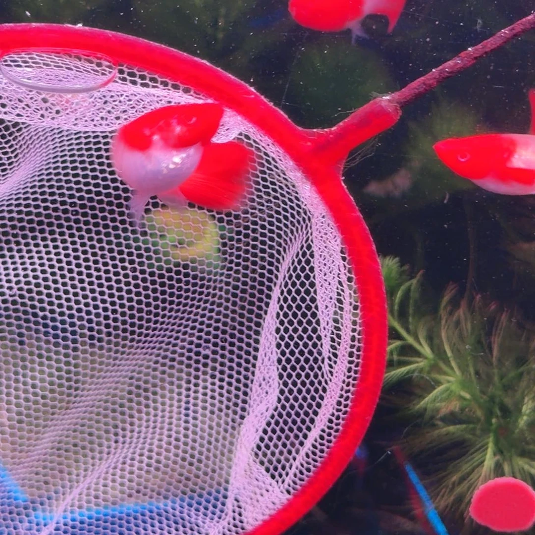 孔雀鱼红头双分水母鱼2条(1条送1条备损)