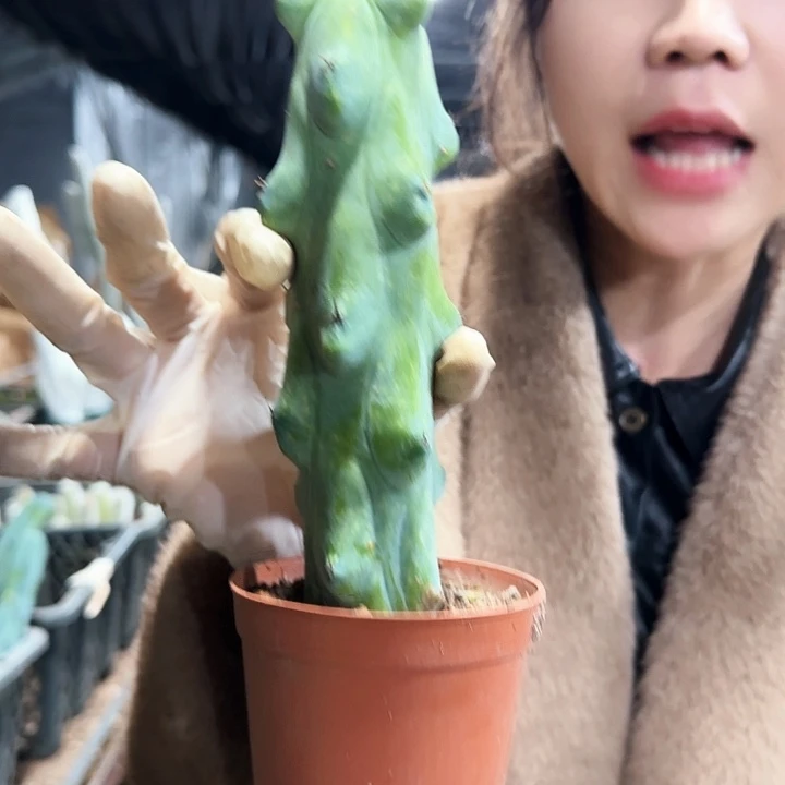福禄寿11111111111