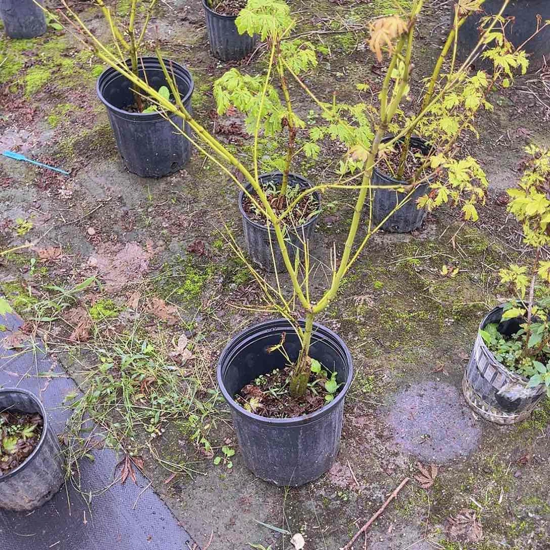 无花朵这样的品种风