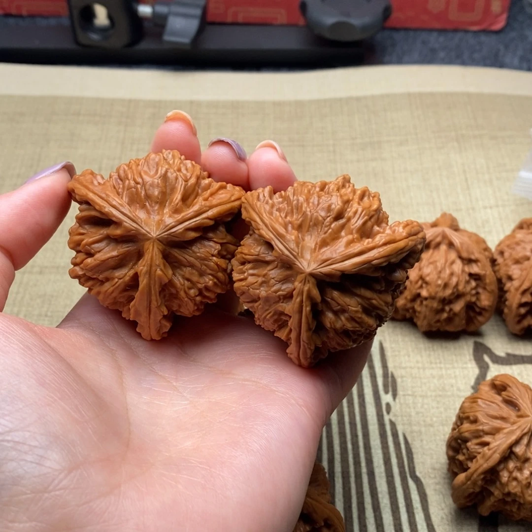 期**天白狮子111111111111