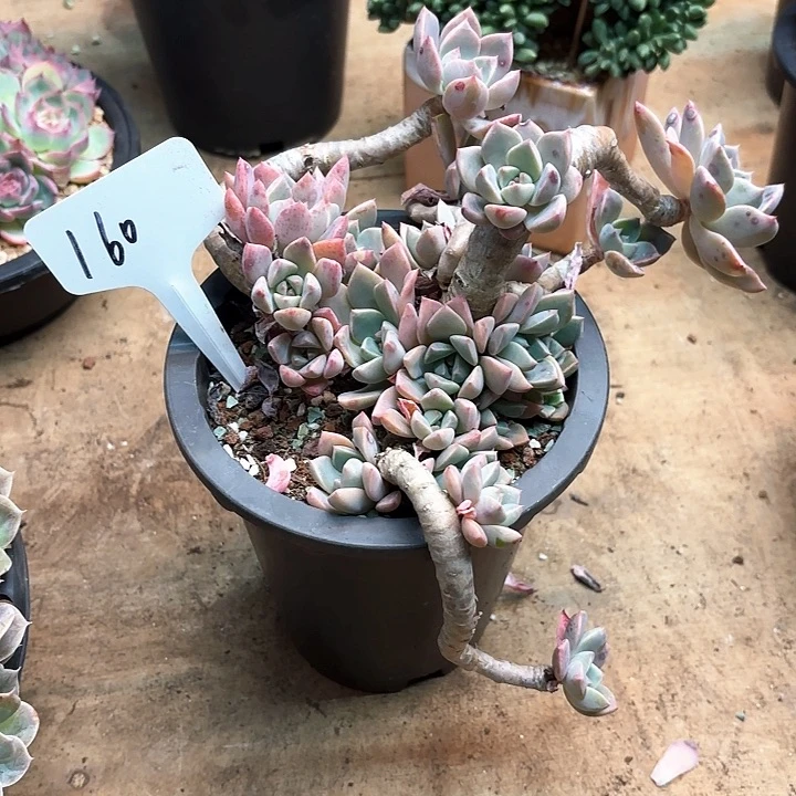 多肉植物，红粉佳人160号