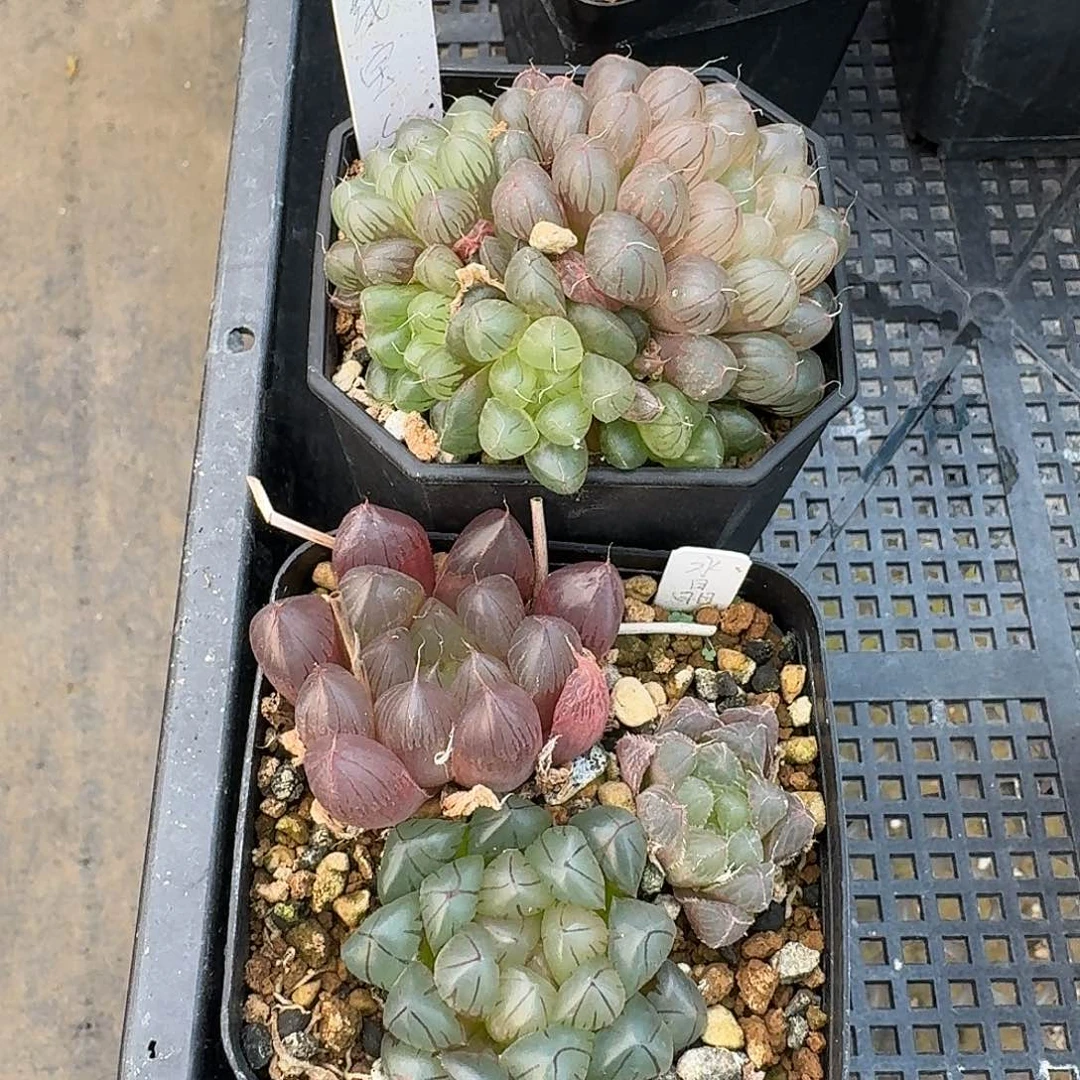 实生玉露2盆天线宝宝+水晶实生
