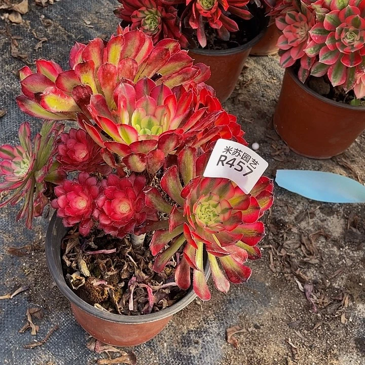 457多肉植物的生长