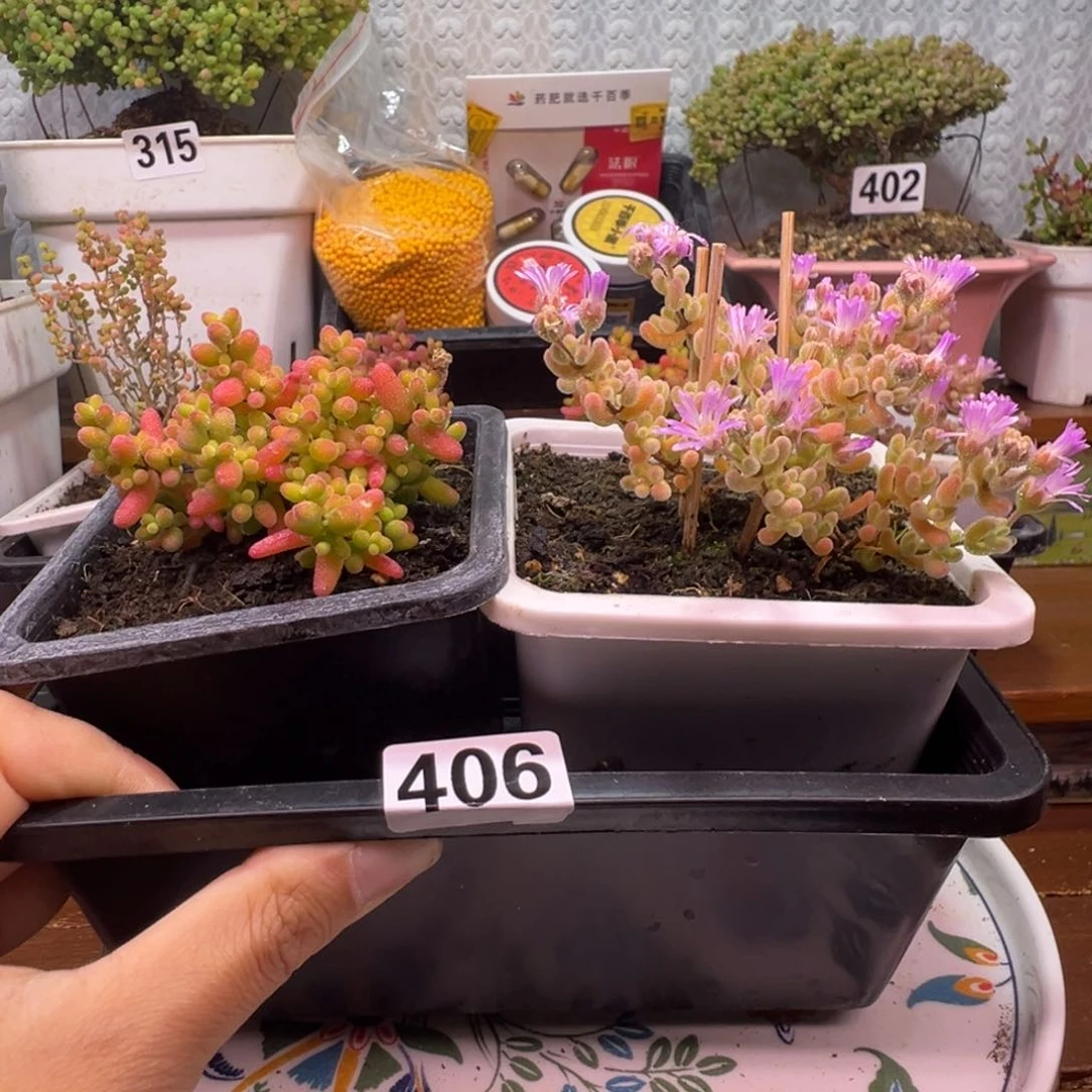 枝干番杏多肉植物406