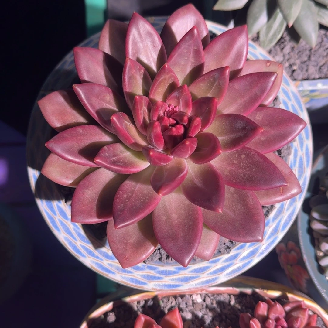 迷雾泡泡 单头  一物一拍