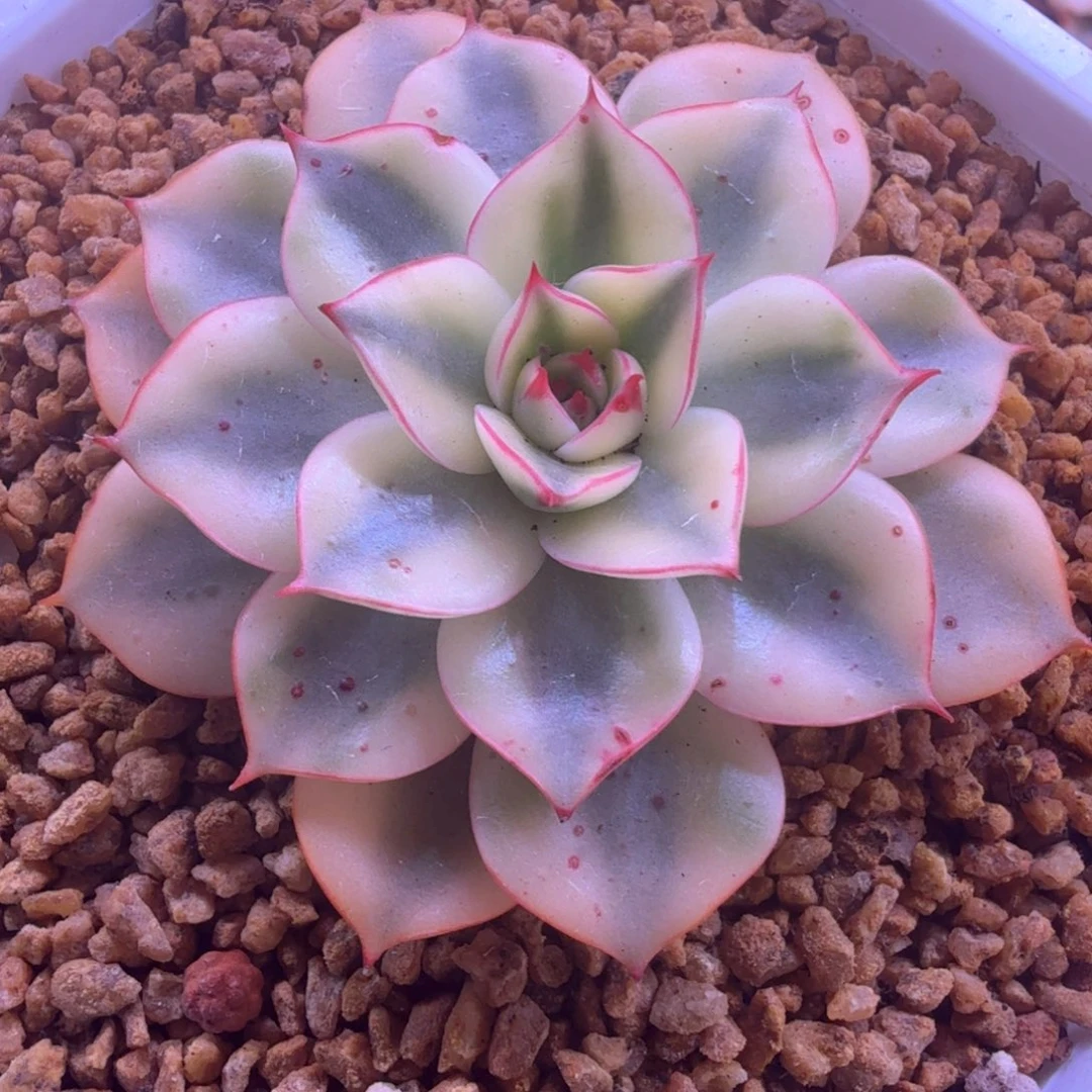 斗牛士锦 多肉植物