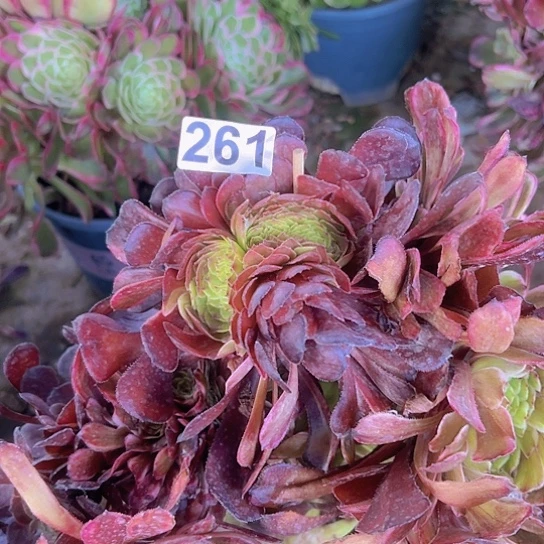 糖*多肉植物一个