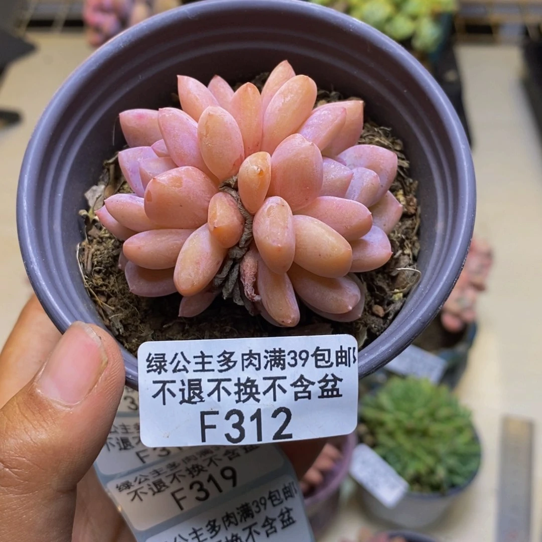 312雪天使多肉6cm