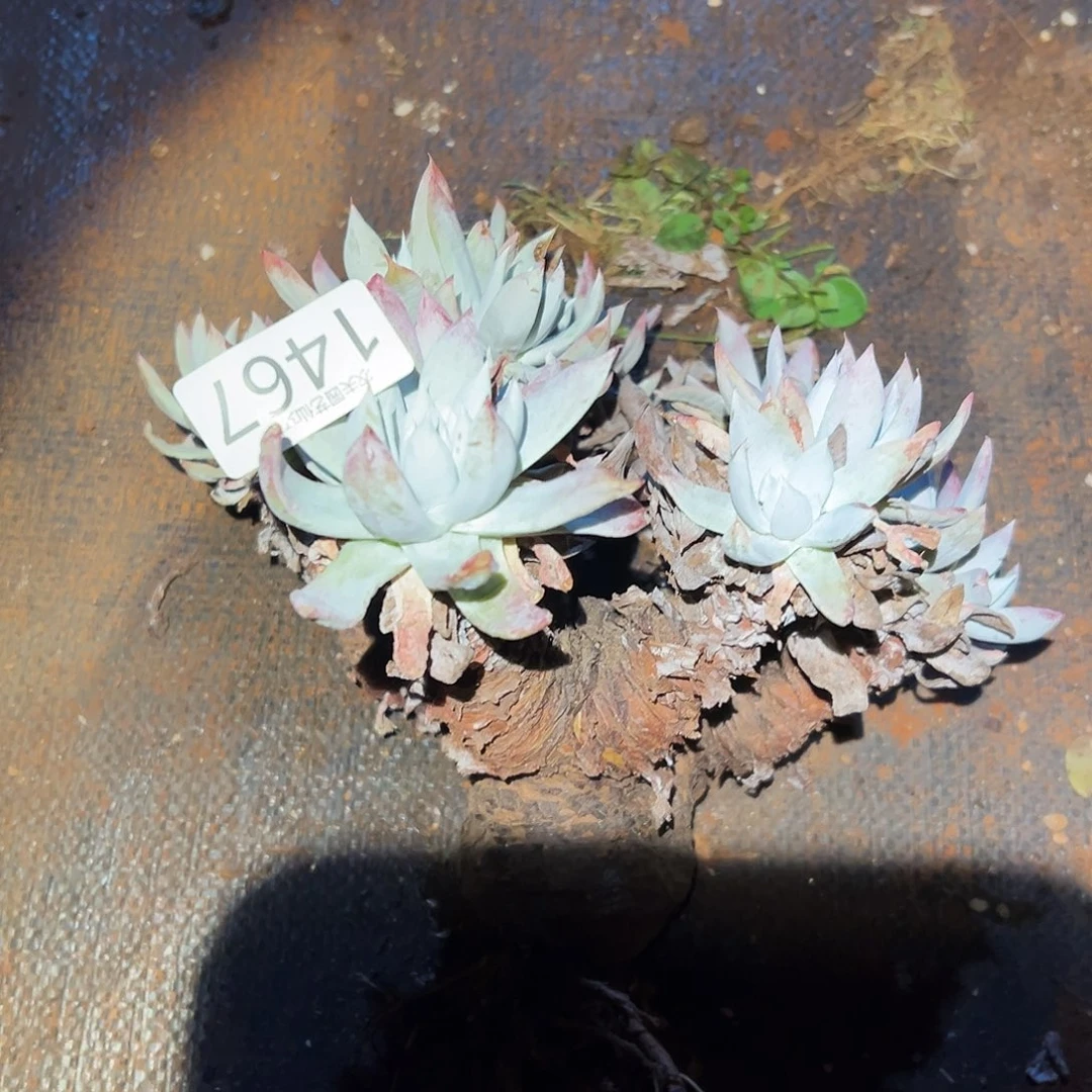 深*蓝阿金尼仙女杯多肉