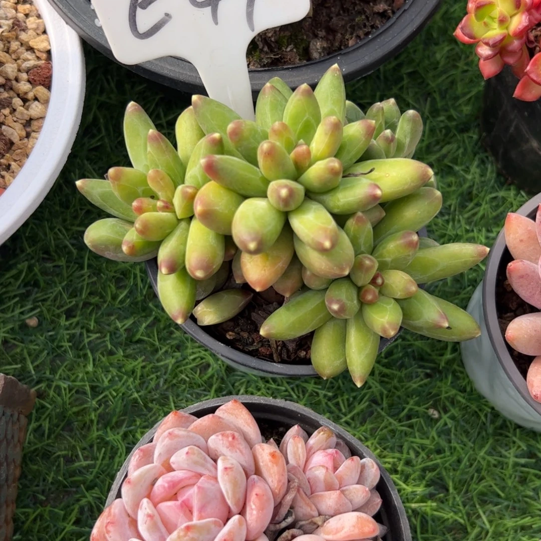 千代田，我是一只小小鸟