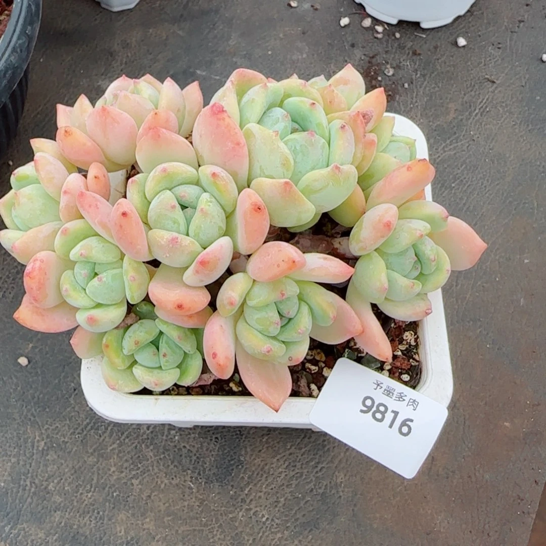 望舒无砍，9816多肉植物