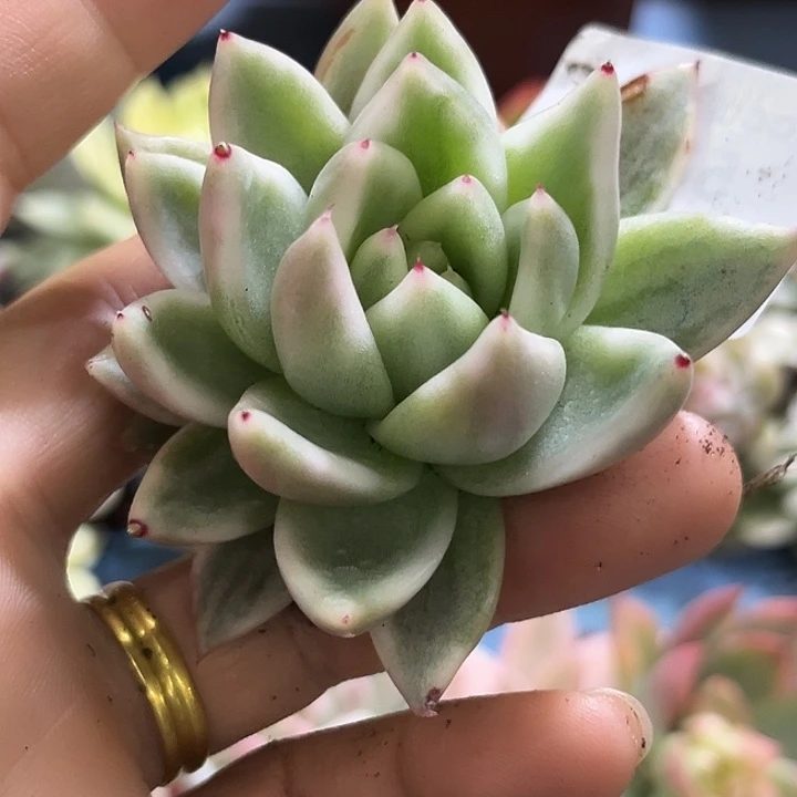 531雪白玛利亚锦炸