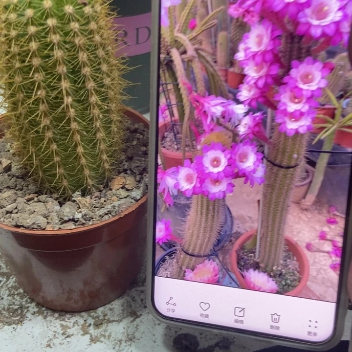 仙人球直立金妞奥拓一个