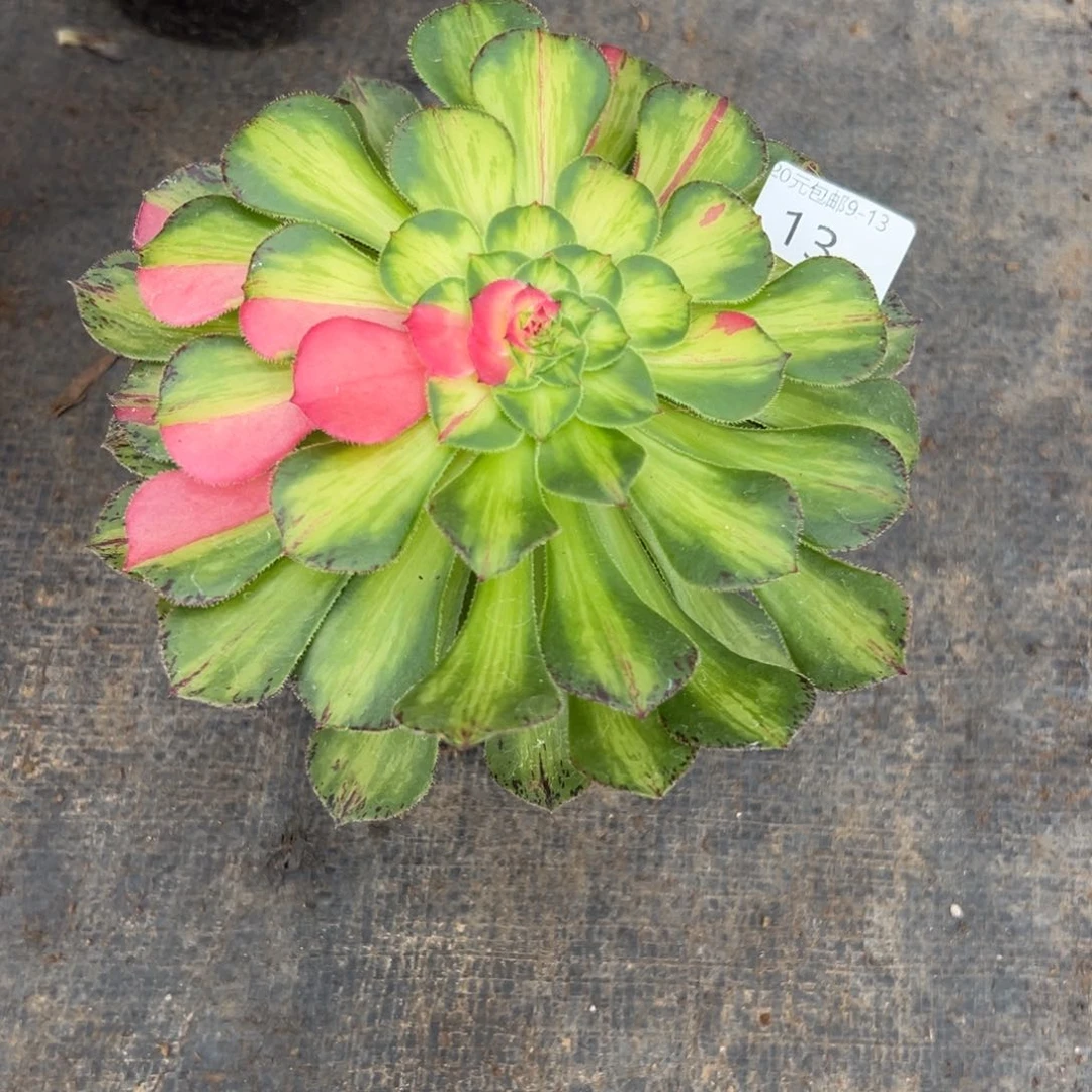 13知否多肉植物系