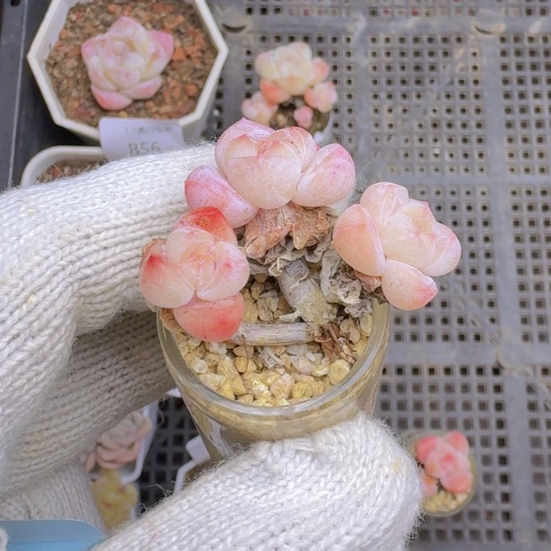 安***.3头玻璃瓶带盆一颗