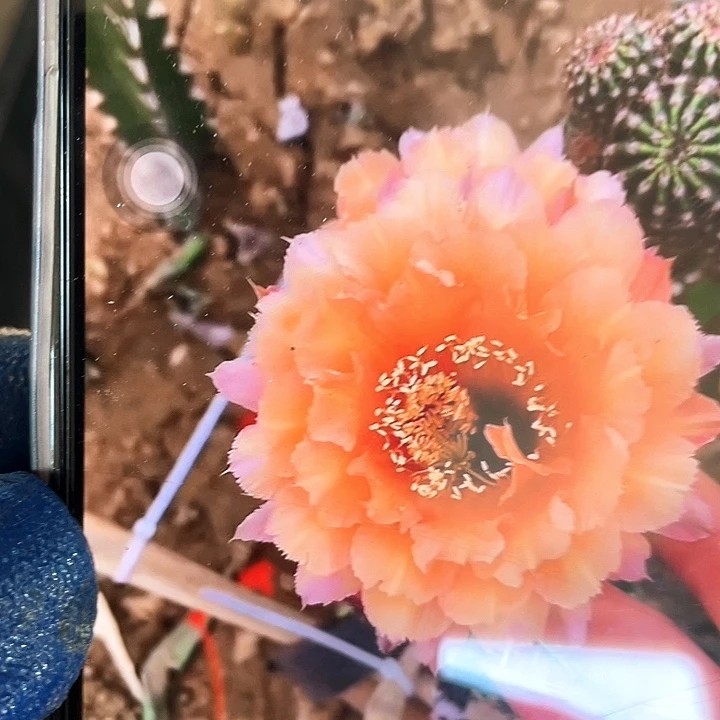 洛洛侧芽歪2公分左右嫁接用
