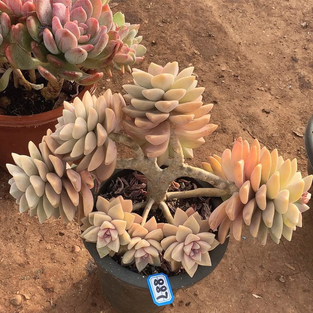 887淡雪朵朵一物一拍多肉