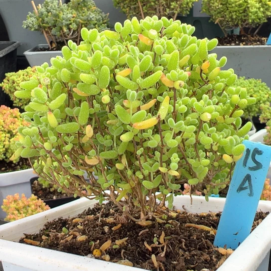 蜜橘蘑菇头15号10厘米盆