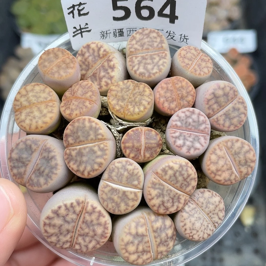 564000000000花花花花花花