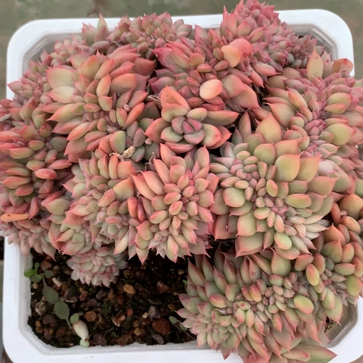 e101一物一拍脱土发货