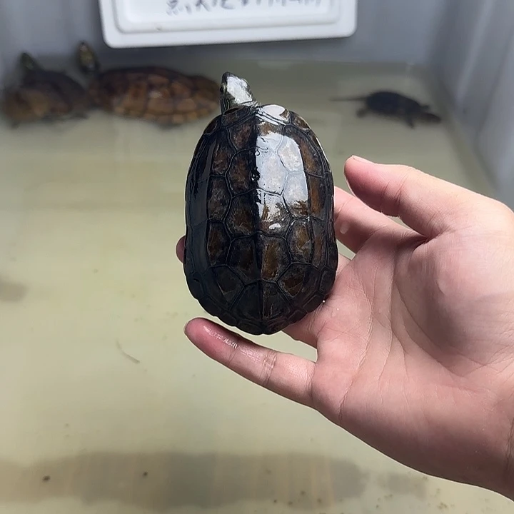 宠物龟公2222222334