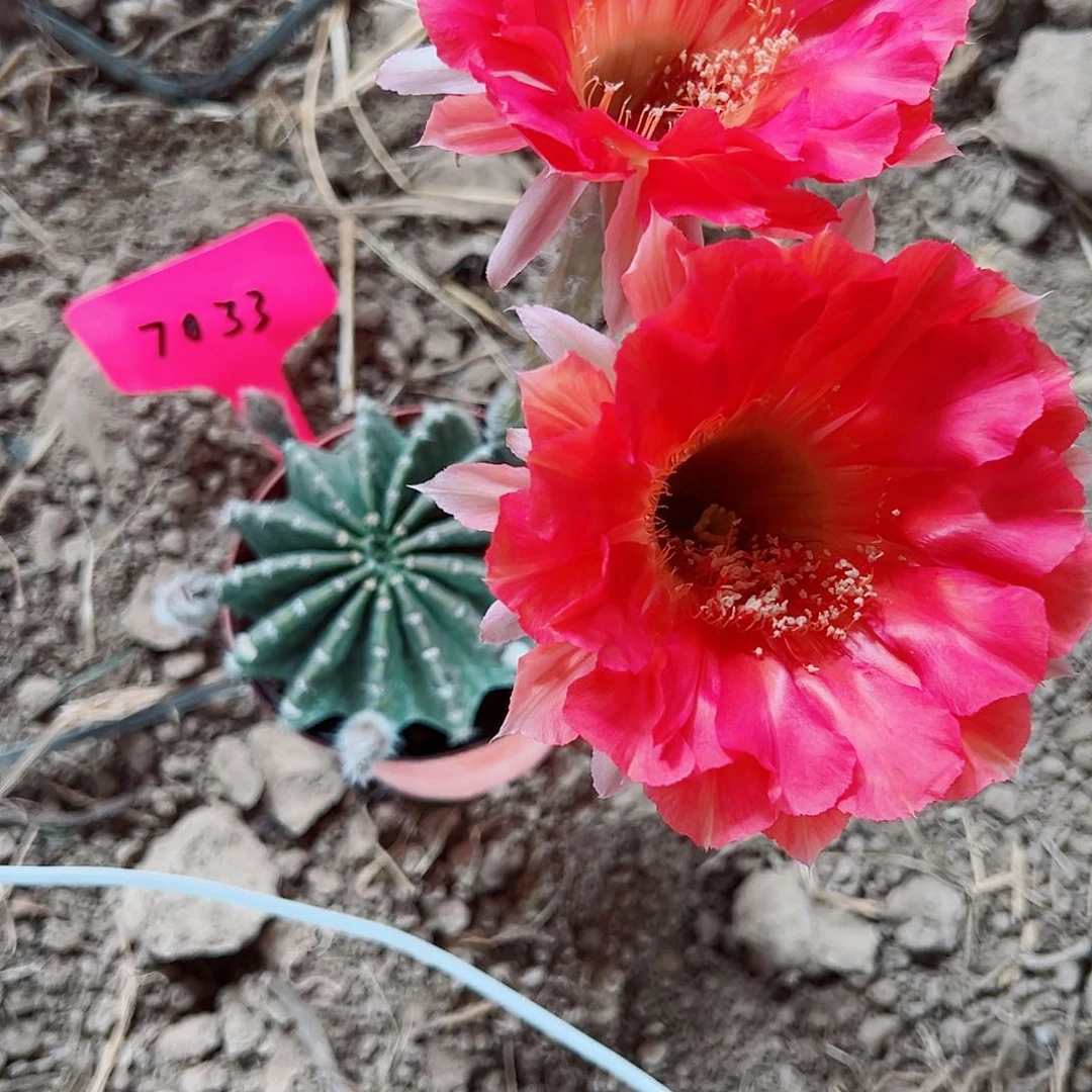 ?**头彩草彩草0000 7033