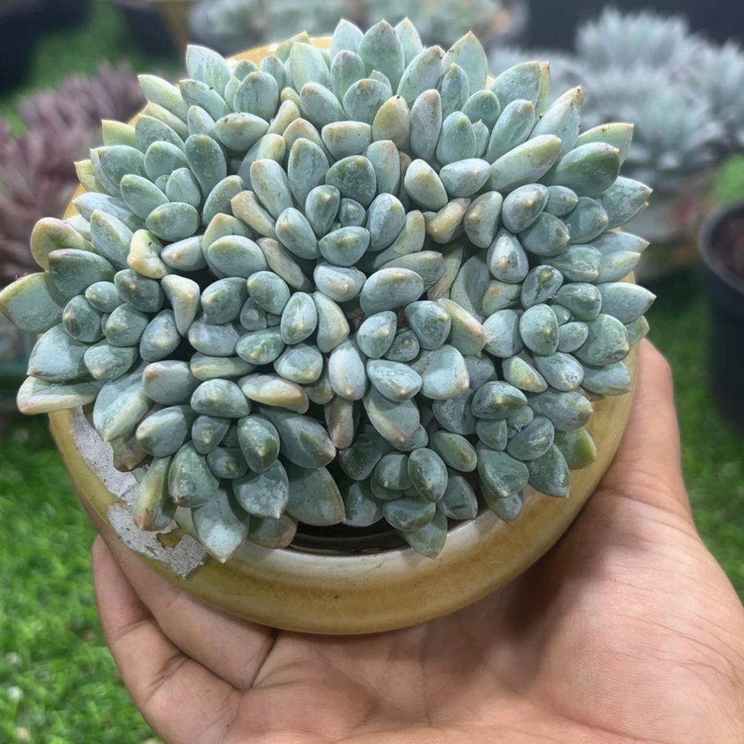 1103184 陨梦美人13头无砍平头 新品