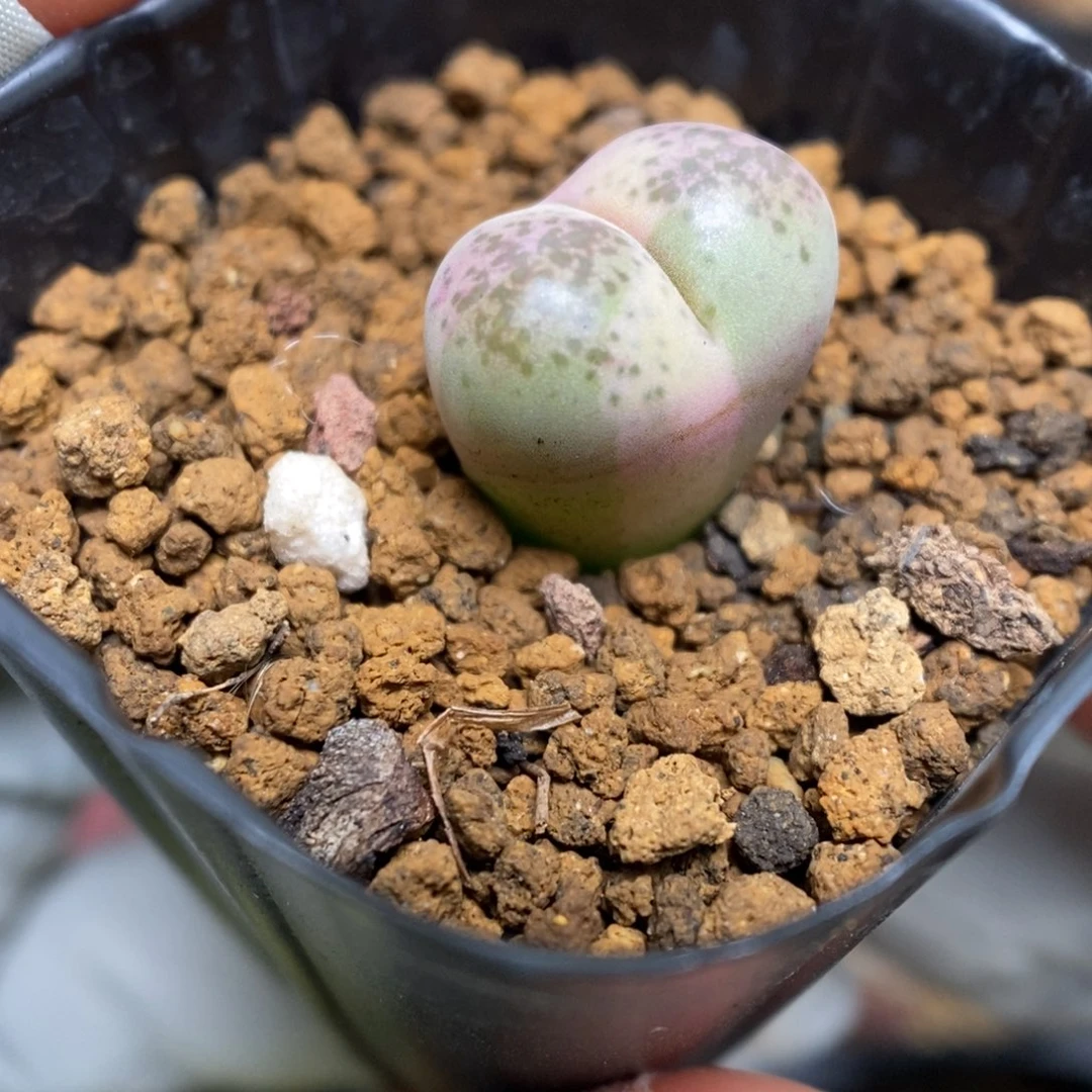 多肉植物肉锥杂交K-3661 风铃杂 锦