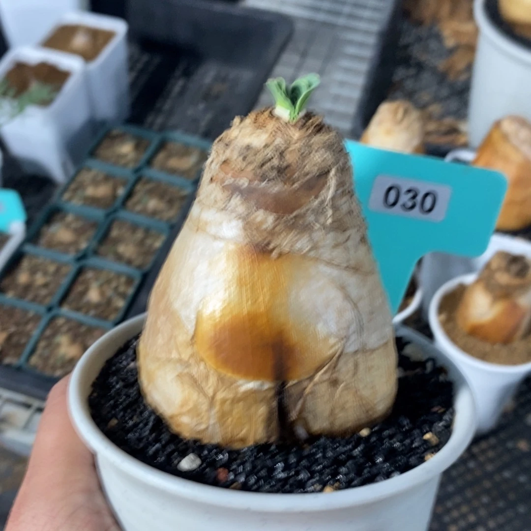 巨凤之卵多肉植物