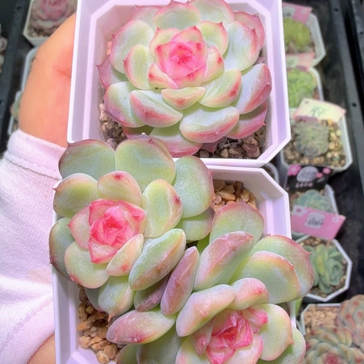 咕***哩玉笛开播福利啦啦