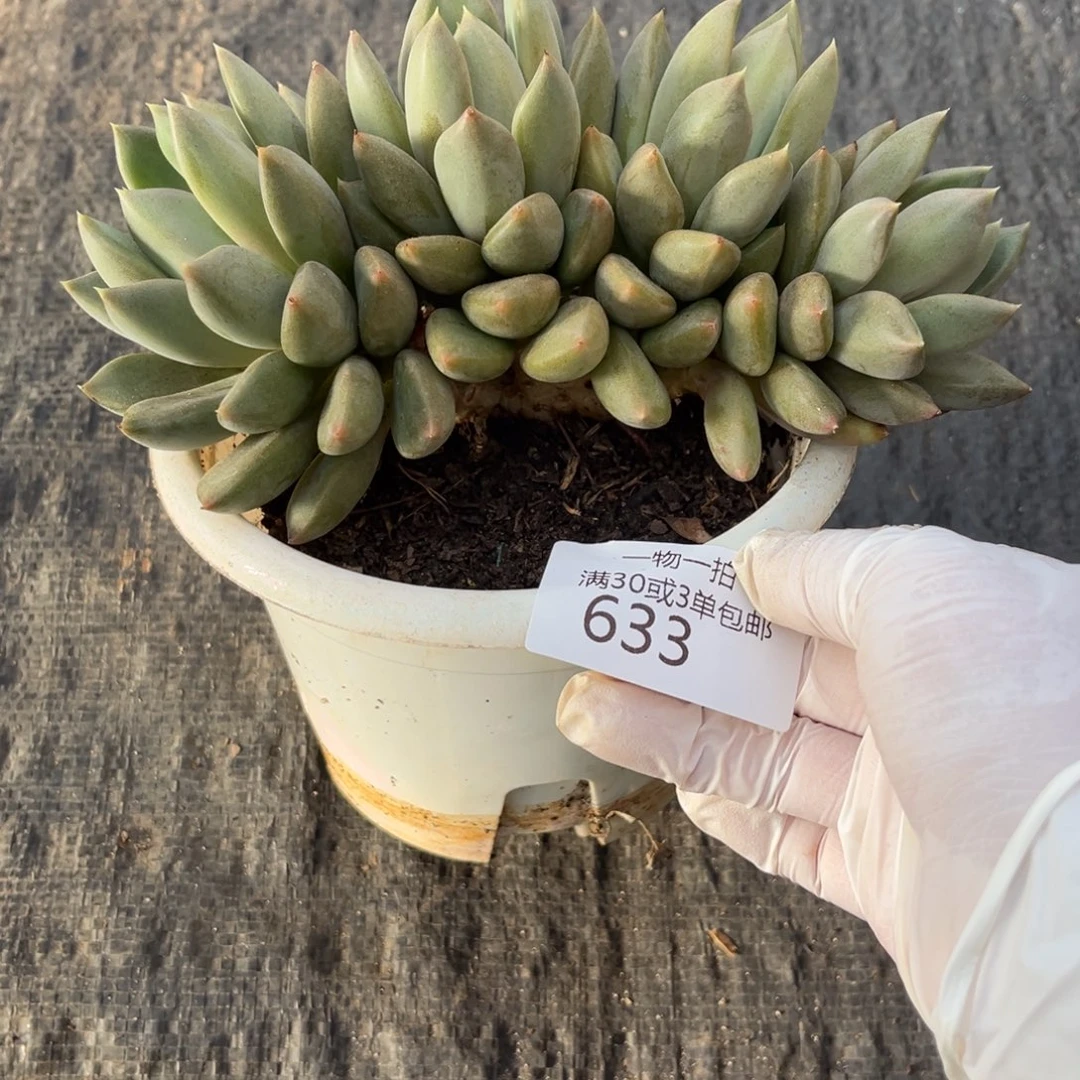 633象牙多肉植物……