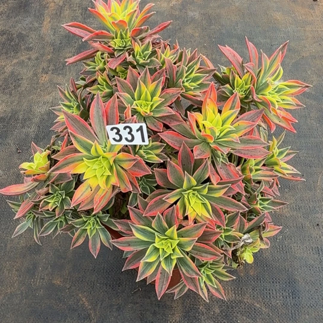 331多肉植物枫叶多肉