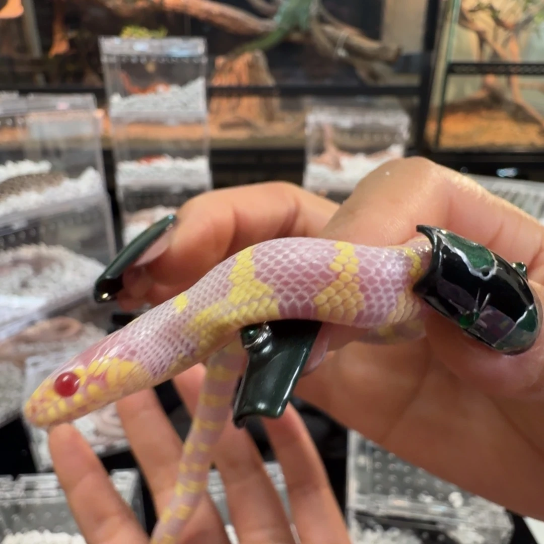 雨林蝎精品宠物王蛇