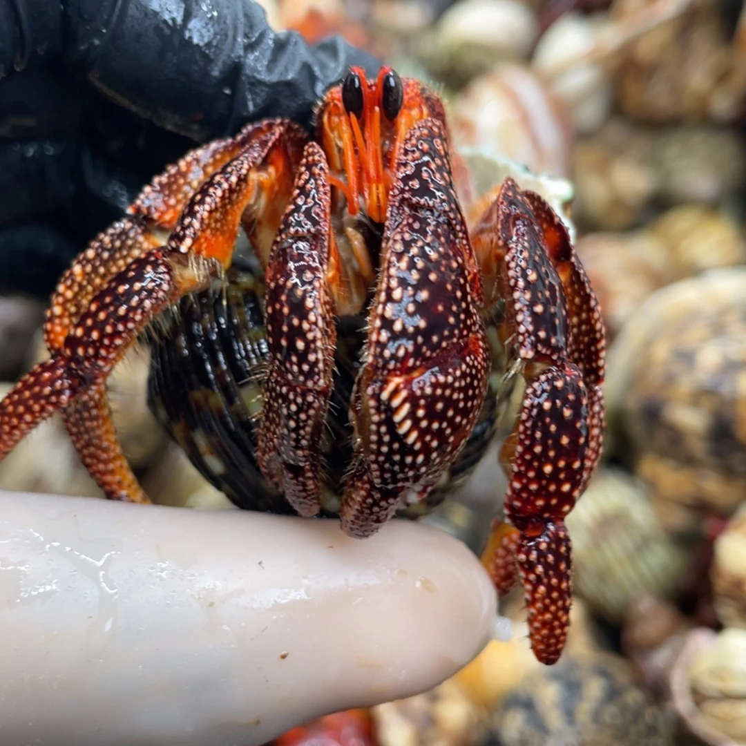 不退不换活体宠物1