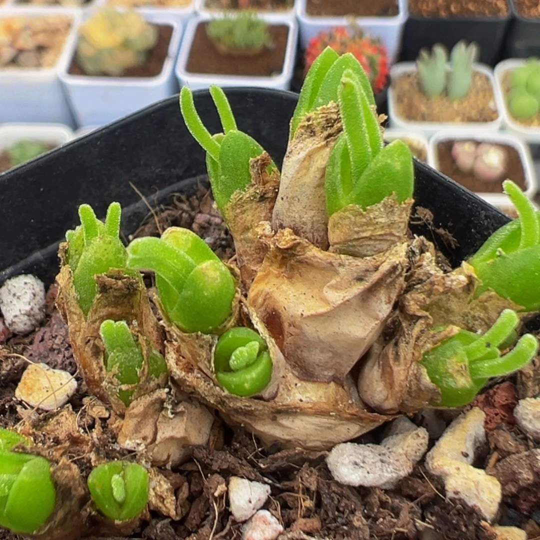 86多肉植物百科植物
