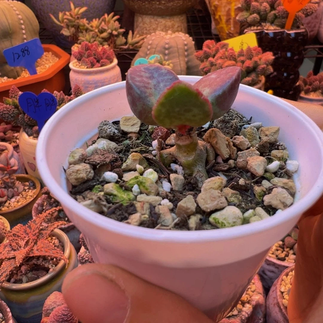 我们的目标就是成为更优秀的