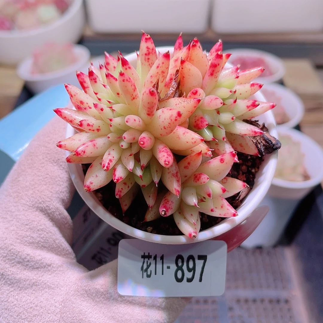 花利美11-897虎鲸