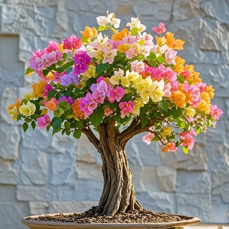 稀有高级三角梅苗新品四季爆花家庭室外落地阳光耐热耐寒对版绿植