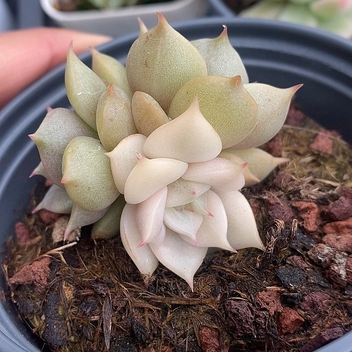 贝加尔湖腹轮锦多肉植物