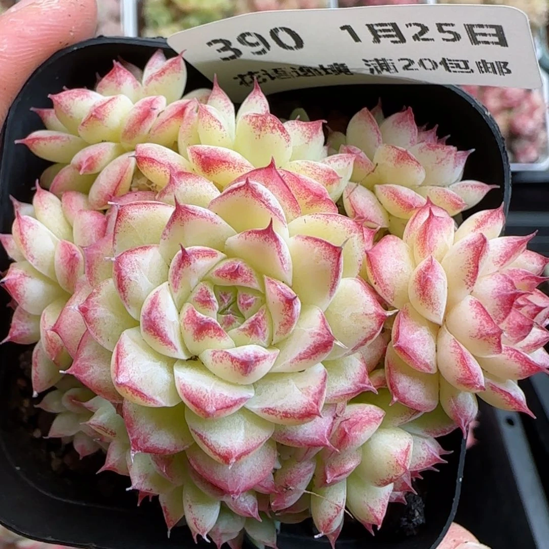 花语逸镜0125-390