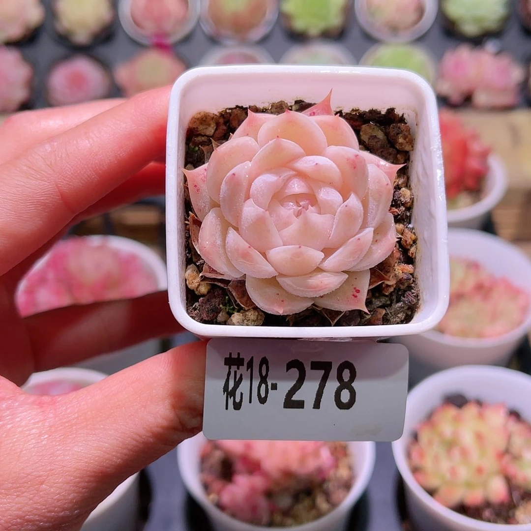 花利美18-278麦秆