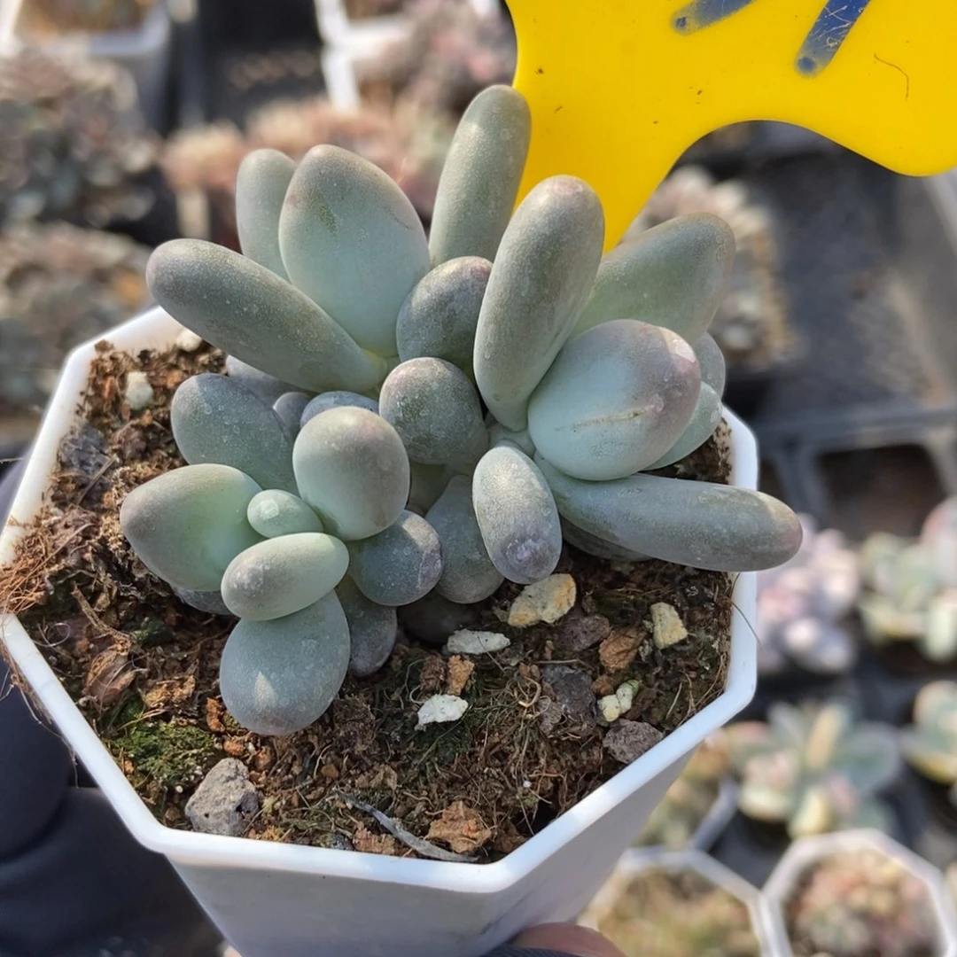 731白兰地多肉植物保护