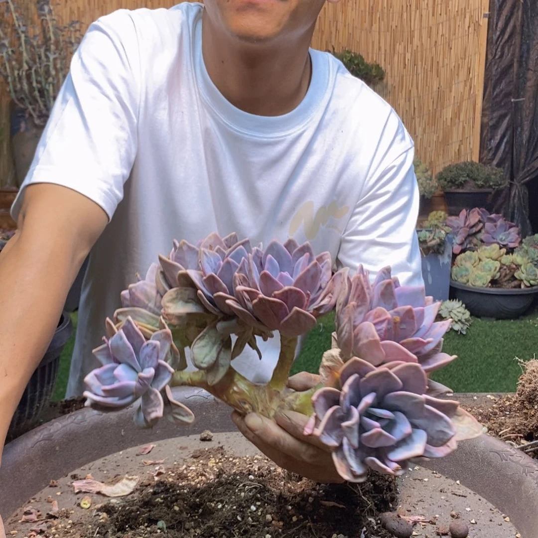 乐*曾96号粉兔多肉