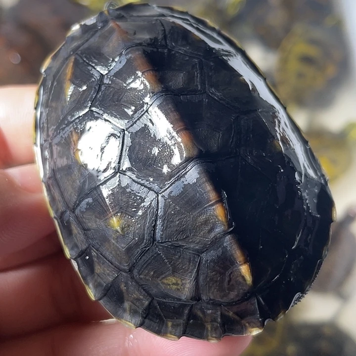 不分公母宠物龟1只花龟6.8