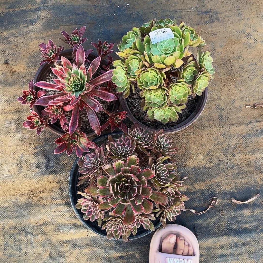 无花朵多肉植物166红丝绒，孔雀锦，紫霞